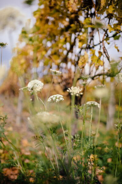 Flowers_01
