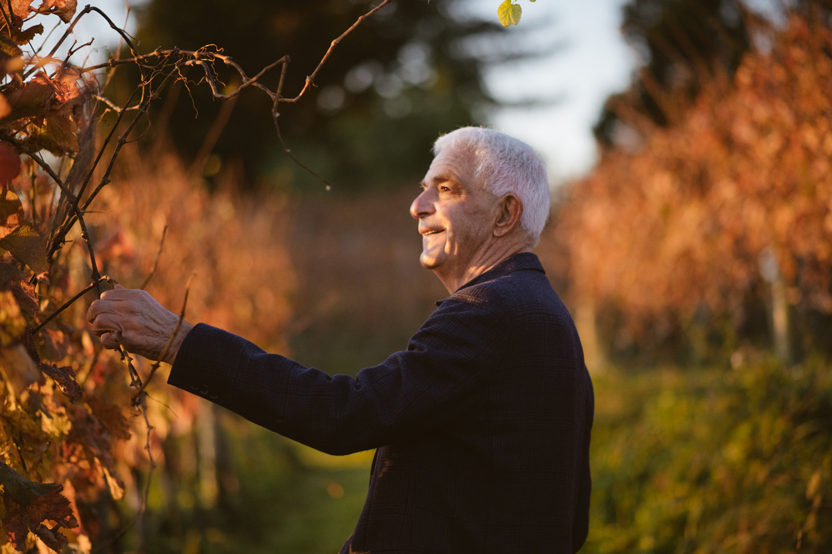 SirGeorge_vineyard_01