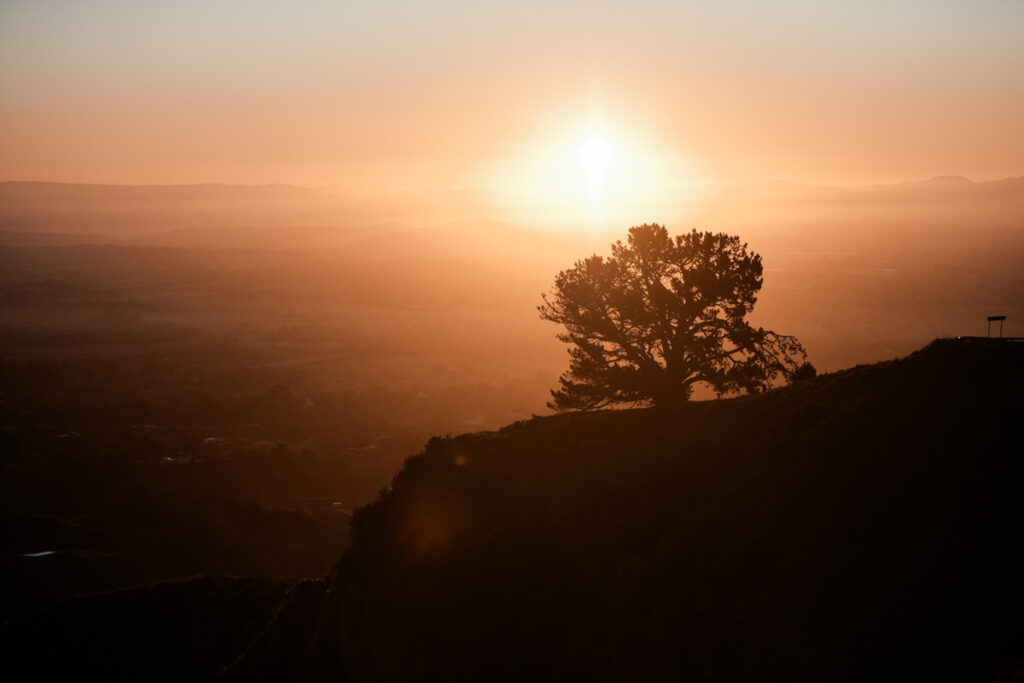 Sunrise_tree